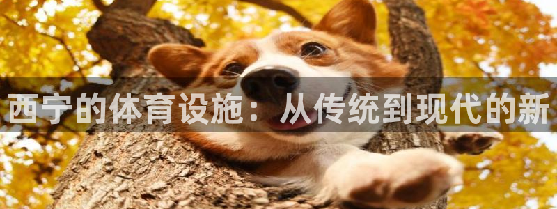 意昂体育4招商电话是多少：西宁的体育设施：从传统到现